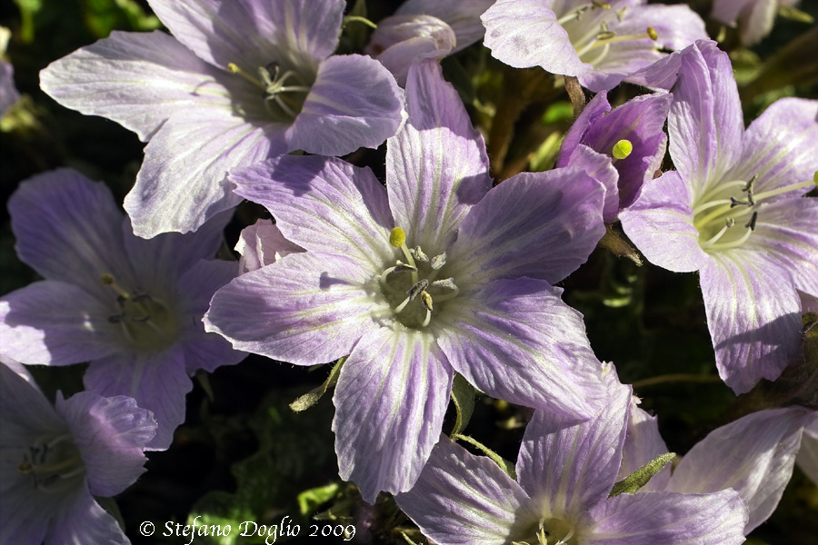 Mandragora autumnalis